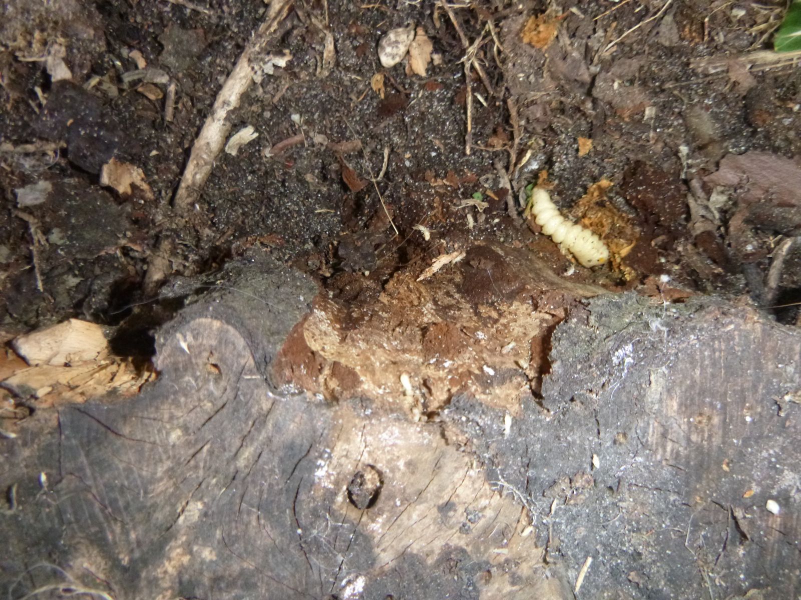 Termites sur Latresne 33360 La Seleyre!