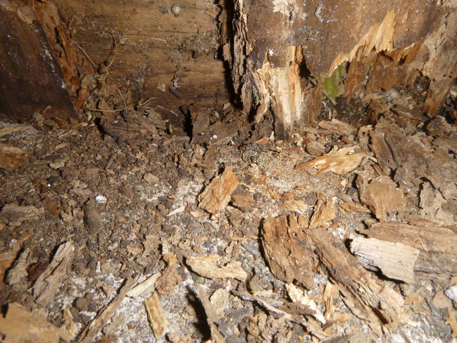 Termites sur Pugnac 33710!