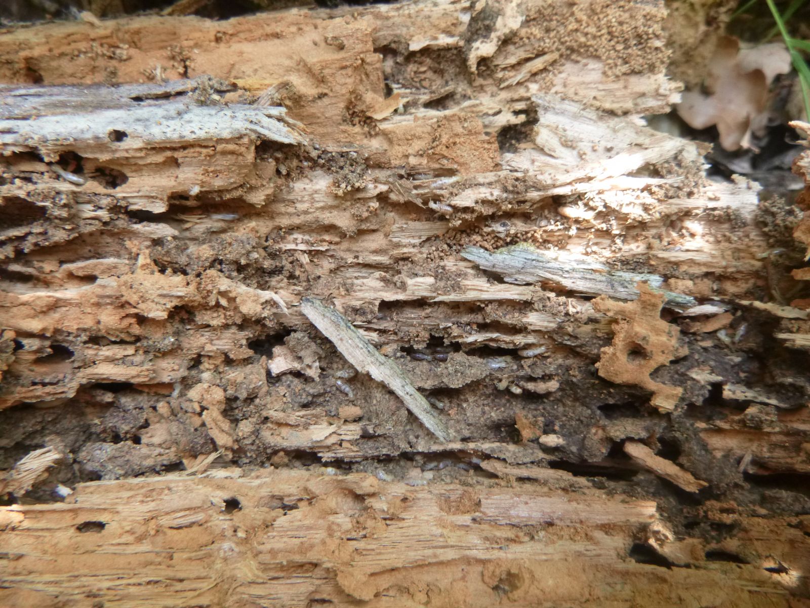 Termites sur Camblanes et Meynac 33360!