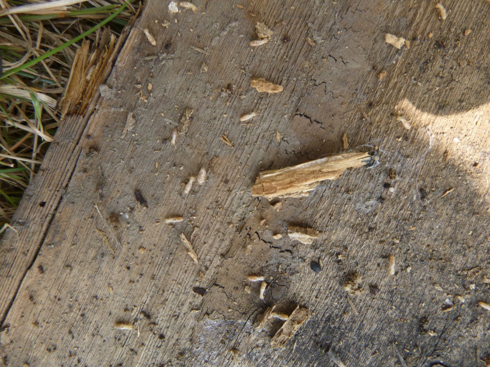Termites sur Latresne 33360!