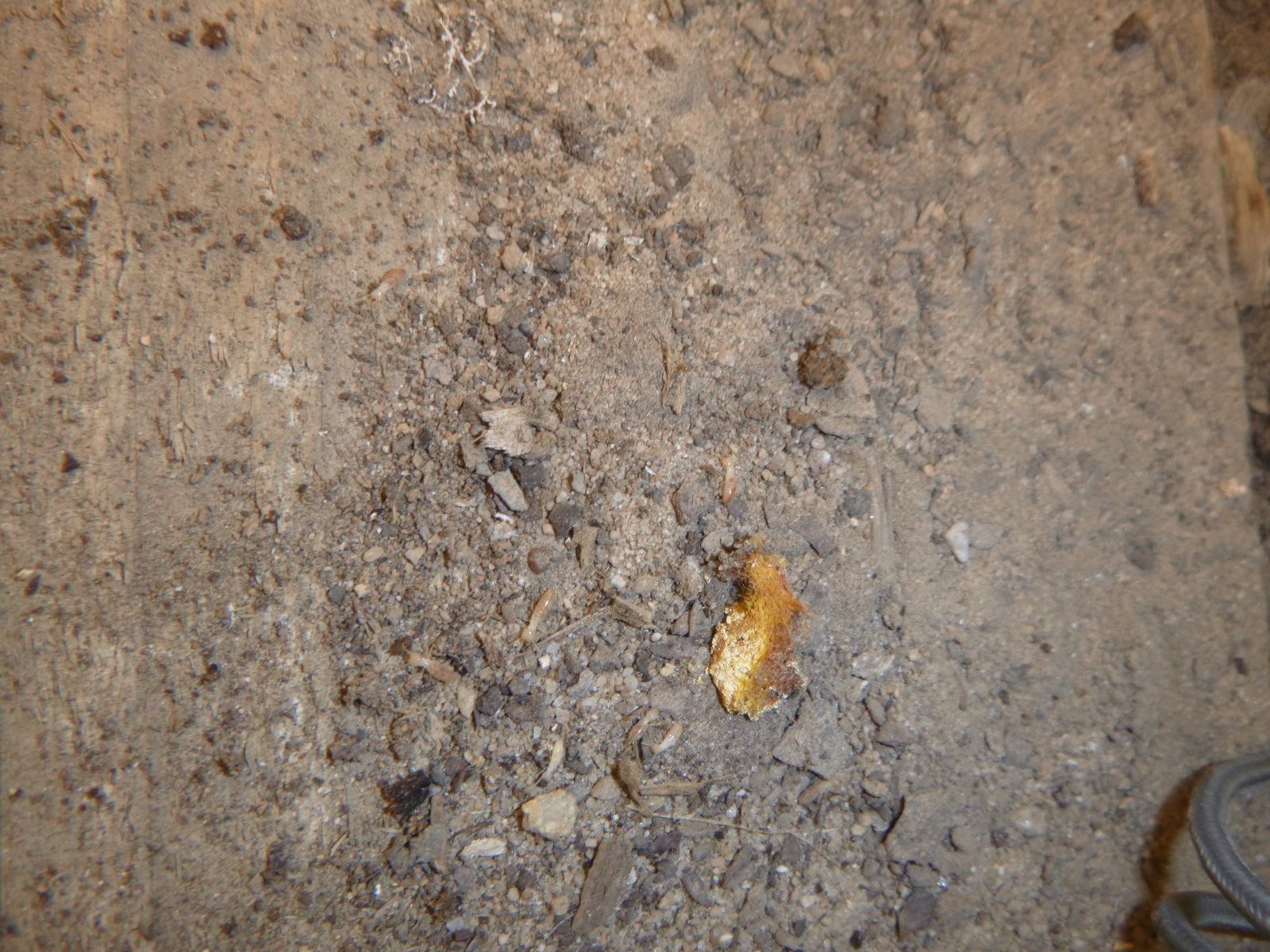 Termites sur Coutras 33230!